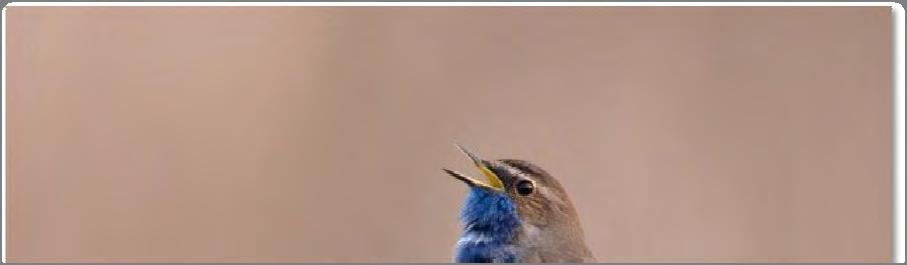 2.2 Blauwborst (Luscinia svecica) Figuur 2: Mannetje Blauwborst. (foto: Saxifraga - Luc Hoogenstein) 2.2.1 Doelstellingen In afwachting van de realisatie van de natuurkernstructuur dient een standstill van de leefgebieden van Blauwborst in het havengebied gerespecteerd te worden.