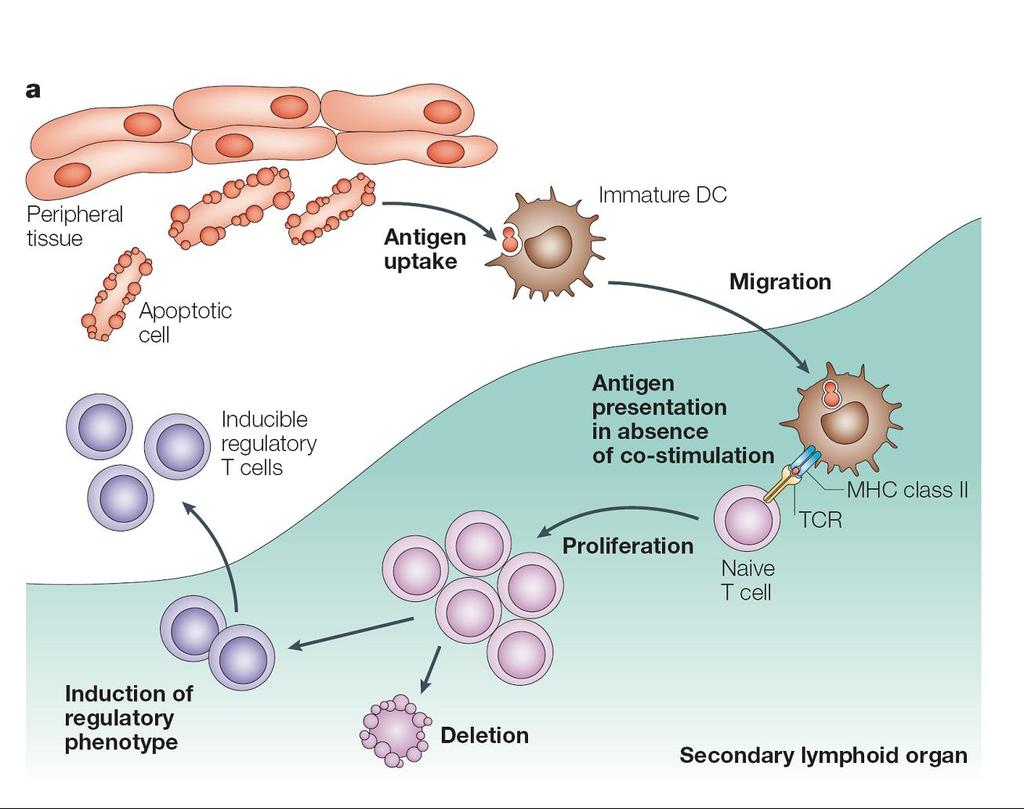 immature en mature dendritische cellen
