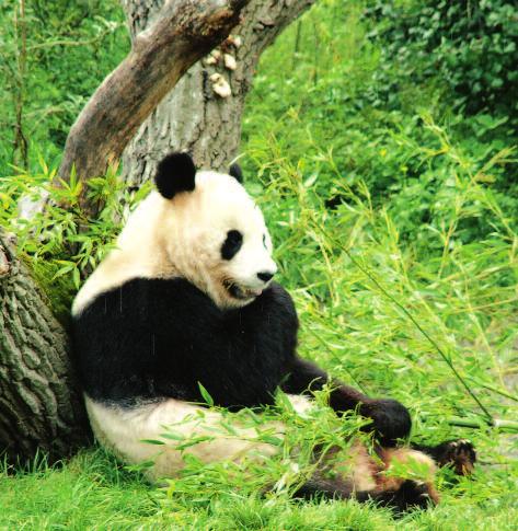 s Winters valt er veel sneeuw. Maar de panda houdt van de kou. Hij heeft een dikke vacht, dus daarom voelt hij zich het beste thuis in een koude omgeving. Meestal zwerft hij door de bossen.