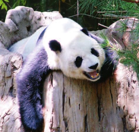Project Panda Uitwerking: Een reuzengrote pandabeer met een kleine panda op haar schoot zit op een stoeltje in de poppenhoek. Moeder en kind horen bij elkaar.