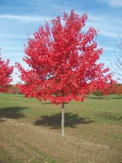 Acer rubrum 'Autumn Flame'. Acer rubrum 'Karpick' zomerbeeld. Acer rubrum 'October Glory'. en het in cultuur brengen van deze fraaie bomen.