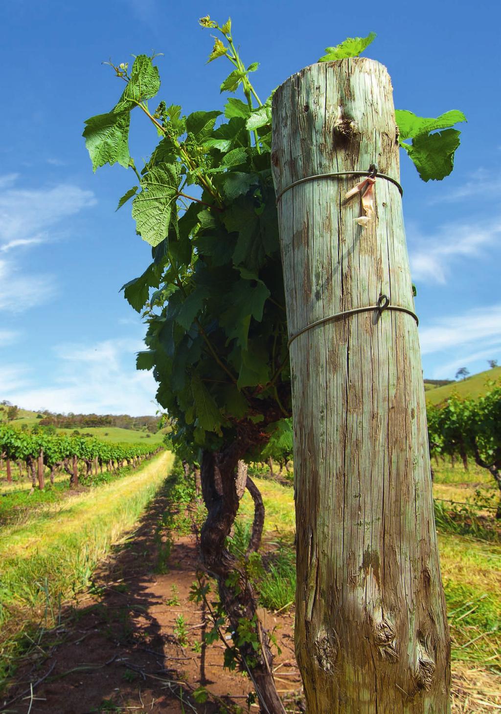 Oogst Australië 2014 In tal van Australische wijngebieden is de oogst 2014 nogal klein uitgevallen.