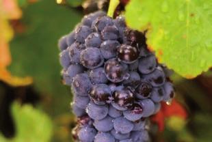 De zomers zouden te warm geworden zijn, waardoor druiven te veel alcohol en te weinig wijnsteenzuur ontwikkelen.