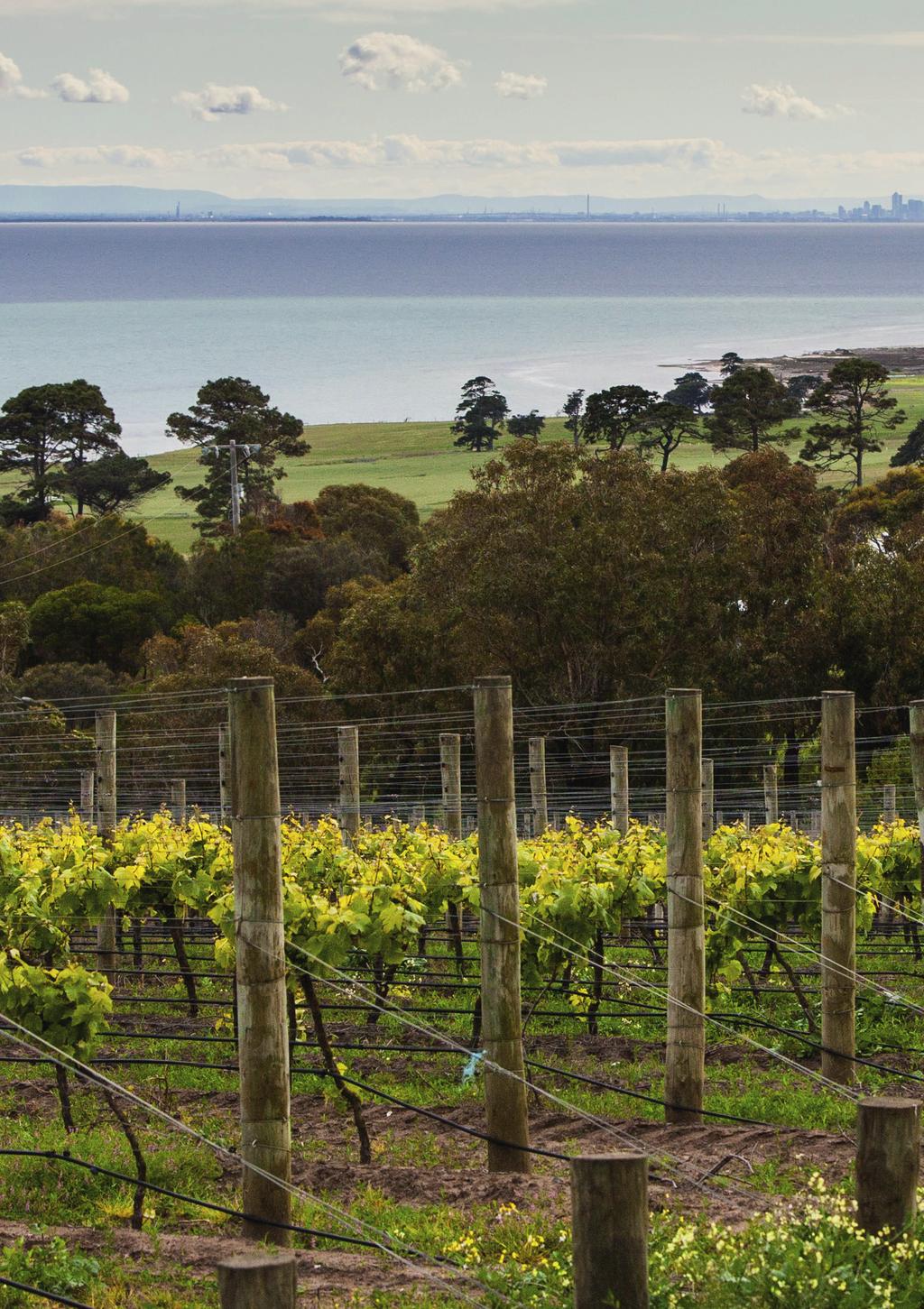 Wijnbouw in Australië Wijnbouw in Australië leek in eerste instantie nauwelijks mogelijk. Het klimaat was erg warm, de bodem was ongeschikt en er was ook geen bruikbaar plantmateriaal voorhanden.