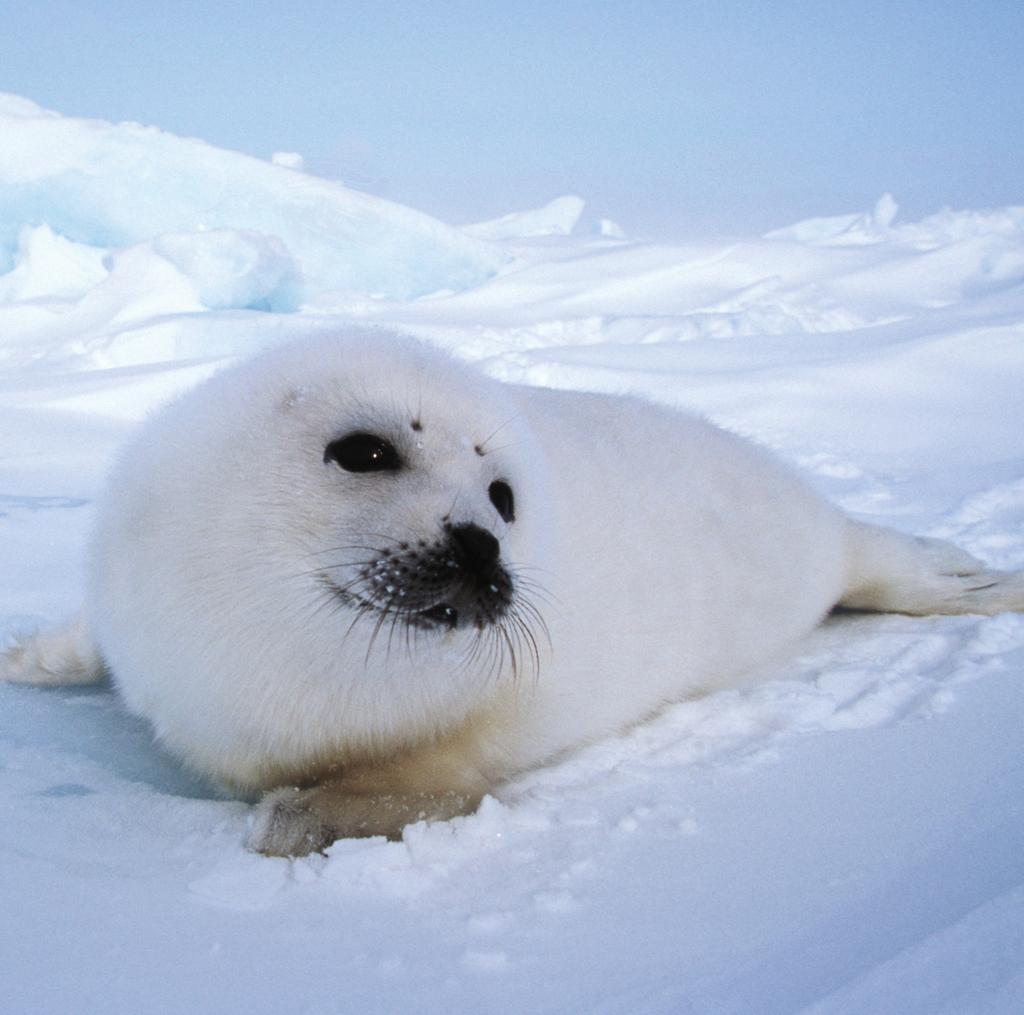 Op de Bres voor Zeehonden