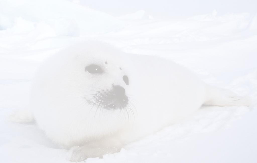 IFAW/Mark Hayes Fisher Zeehonden in onze zeeën Vergeet niet dat er ook rond de kusten van West-Europa heel veel