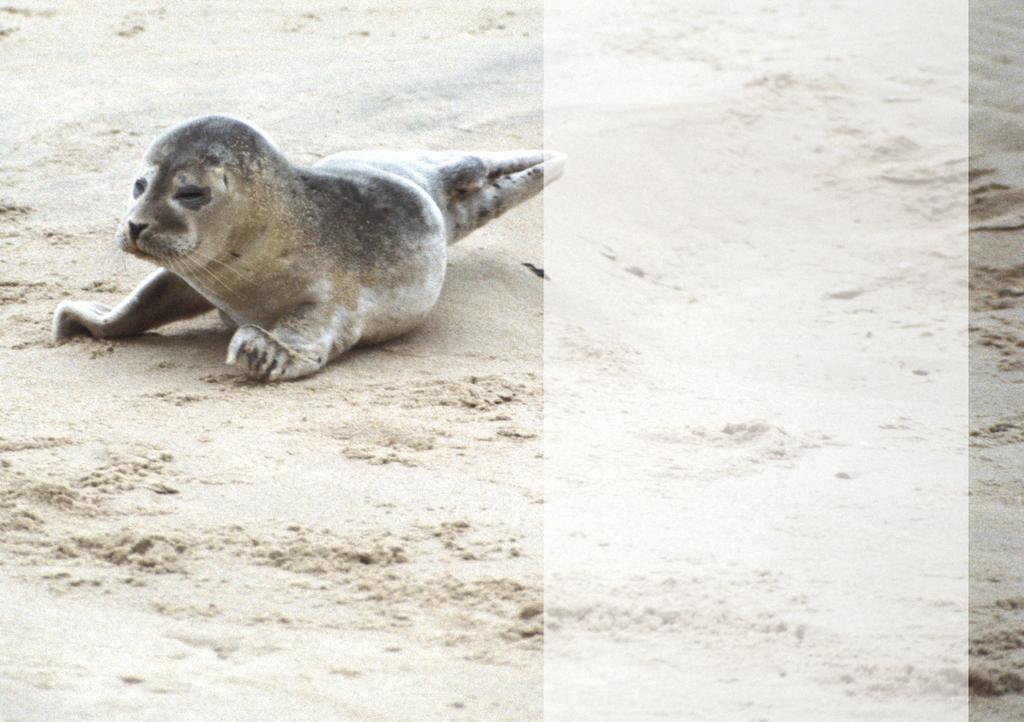 In Nederland zul je ze vooral vinden in de Waddenzee maar de laatste tijd worden ze ook steeds vaker langs de