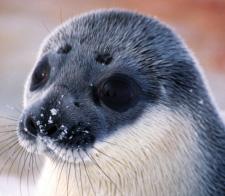 In de miljoenen jaren die volgden zouden ze zich over het noordelijk deel van de Stille Oceaan hebben verspreid.