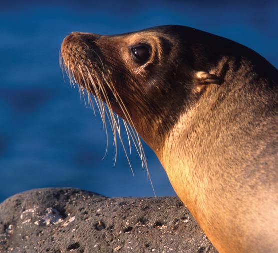 Echte zeehonden hebben vlak achter hun ogen kleine openingen waarmee ze kunnen horen. De tweede groep wordt gevormd door 14 soorten pelsrobben en zeeleeuwen.