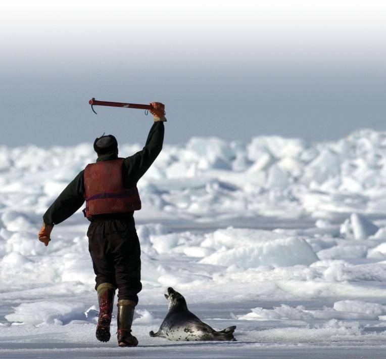 De jacht op zeehonden Al eeuwenlang wordt er op zeehonden gejaagd. De Inuit, zoals de eskimo s uit Groenland en Canada worden genoemd, hebben altijd op zeehonden gejaagd in het Noordpoolgebied.