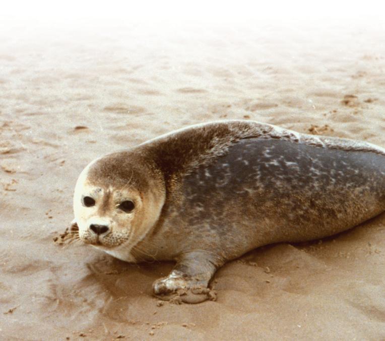 Wereldwijd Op de Bres voor Zeehonden De zeehond is een van de mooiste en meest fantastische dieren die we ooit in de vrije natuur zullen tegenkomen.