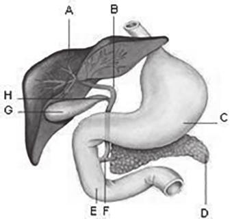 Chirurgie Verwijderen van de galblaas door een kijkoperatie (dagbehandeling) Inleiding Deze folder geeft u informatie over de galblaasoperatie (cholecystectomie).