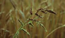 Bestrijding grasachtige onkruiden Hanenpoot - grasachtig onkruid, dus vrij moeilijk te bestrijden in zomergranen Help daarom je graan om goed te