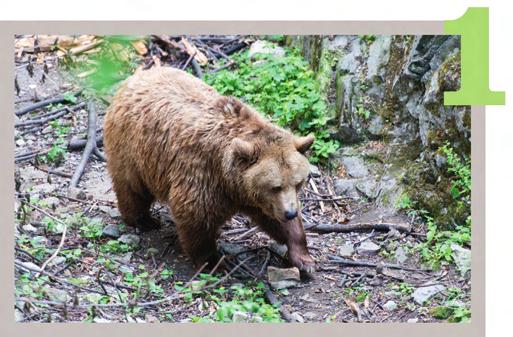 48 km) In Ouwehands Dierenpark kunt u van alles beleven; u gaat dwars door het Tijgerbos, het Berenbos en plotseling komt