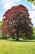 Loofbomen Loofbomen hebben platte bladeren die op het einde van elke