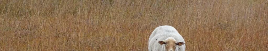 in het natuur- en bosonderzoek Het schaap