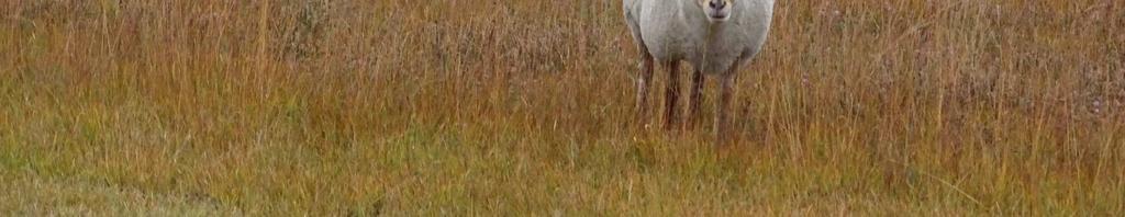 natuurbeheer Brussel, 25 maart 2016 Geel, 19