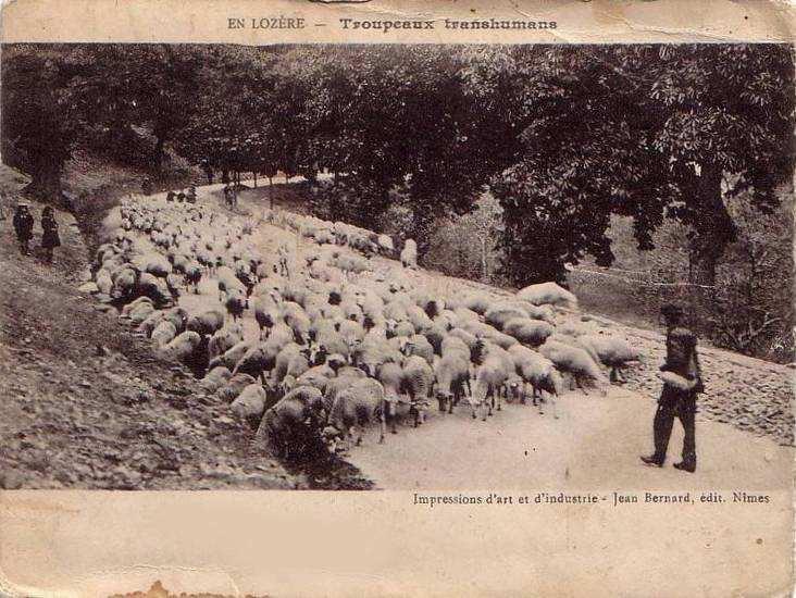 Transhumance: seizoenale trek