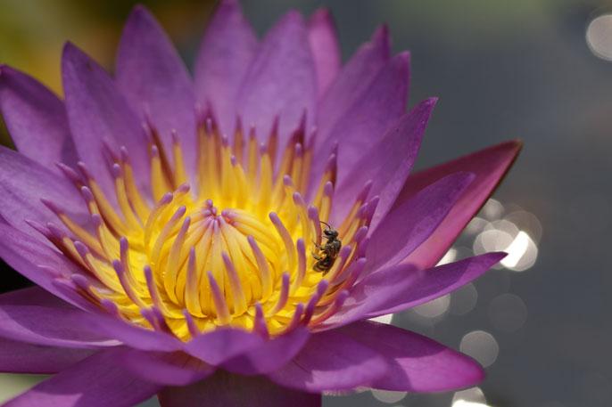 4 Close-ups maken Wanneer u bloemen of kleine onderwerpen van dichtbij wilt fotograferen, gebruikt u de modus <4> (Close-up).