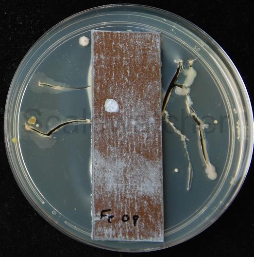 Serie 2. Invloed van een elektrisch en magnetisch veld op de groei van bacteriën.