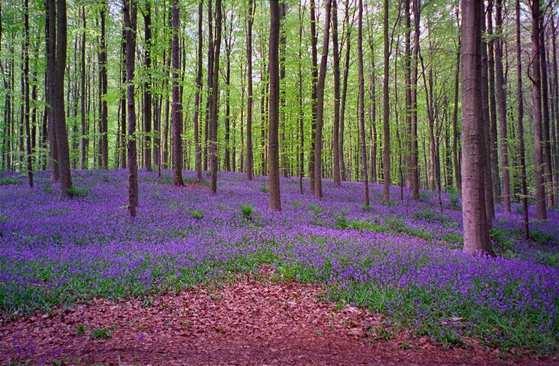 Hallerbos een wandeling te maken. De voorjaarsbloeiers bezorgen het bos dan verschillende bloei- en kleurfasen.