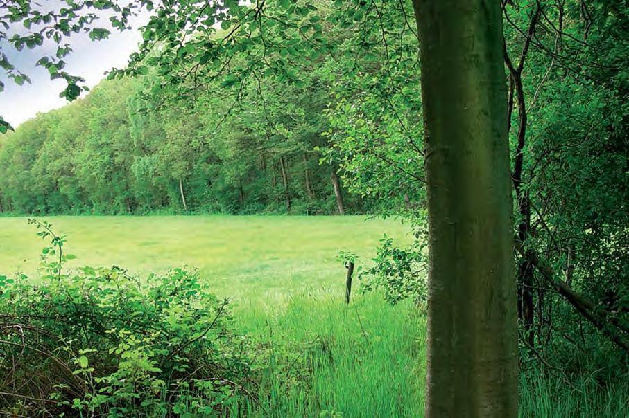 houtsingel groeien wel vijftig plantensoorten. Zo n singel biedt voor elk wat wils: bomen van verschillende leeftijden en een gevarieerde struik- en kruidlaag.