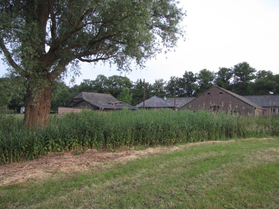 Vleermuis- en kerkuilonderzoek Langbroekerdijk 29, Driebergen In het