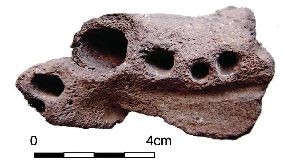 Linker maxilla/premaxillafragment Bram Goetheer: Zoals iedere verzamelaar van fossielen van schelpen en botten in de regio Zeeland (waar ik woon), heb ik mijn plaatsen waar wat te vinden is; dat kan