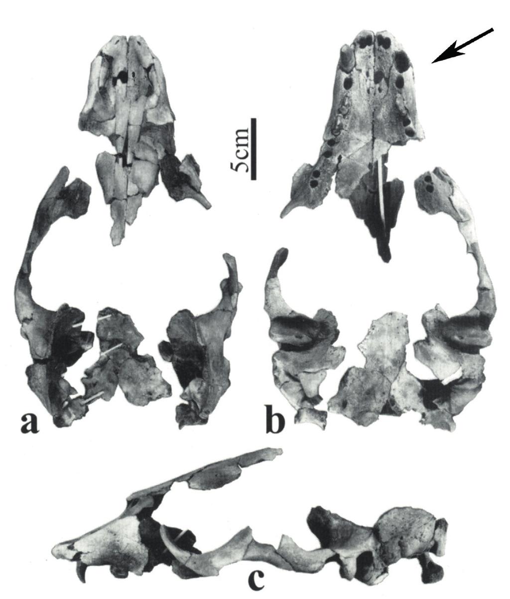 Fig. 4 Callophoca obscura, waarschijnlijk, Lee Creek. Schedel dorsaal (a), ventraal (b) en lateraal aanzicht (c) uit Koretsky & Ray (2008).