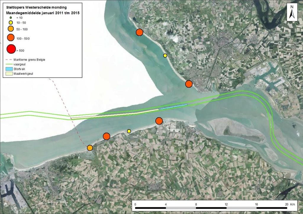 Figuur 10: Aantal steltlopers volgens hoogwatertellingen in het westelijk deel van de Westerschelde.