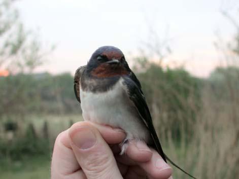 10 Ekster 1 1 2 Vink 18 18 111 Keep 1 1 0 Goudvink 3 2 5 31 Rietgors 3 1 4 24 Totaal 349 2962 3311 8589 De Boerenzwaluw zien we alleen als schaarse doortrekker in voor- en najaar in het Sparregat.