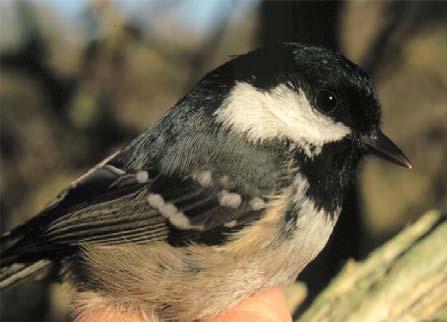 12 B 483 522 Koolmees vrouw vgr Sparregat Meijendel 19/10/2003 gecontroleerd AW-duinen Zandvoort 21/10/2003 Groep 2 Vogels geringd door derden en door VRS Meijendel teruggemeld 1339 057 Sperwer man