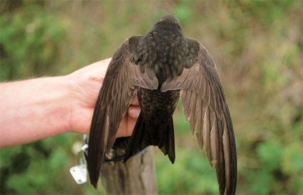 6 helemaal geen eerstejaars vogels gevangen.