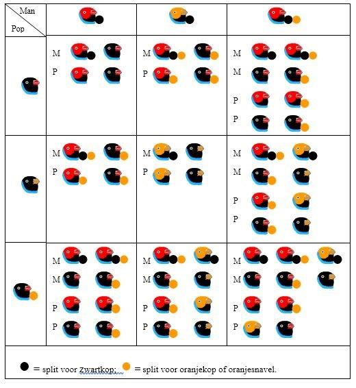 Schema 5. Mannen: roodkop, oranjekop, en split voor zwartkop. Schema 6. Overige koppelingen.