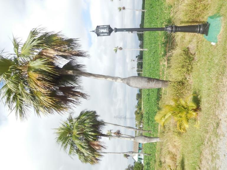 Wist je dat er 38 soorten palmbomen zijn in Cuba. Op deze foto zie je de zwangerepalm. We reden daarna verder naar de vallei Vinales.