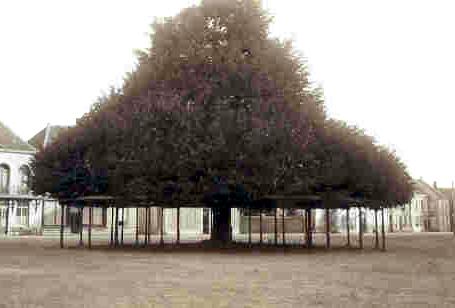 6.2 Bomen Bomen op pleinen Bij het ontwerp voor de pleinen wordt per