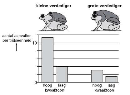 vrouwtje en klampt zich aan haar vast. Het mannetje van dit paar (de verdediger) was óf klein óf groot en was tot zwijgen gedwongen door een rubberen band tussen zijn kaken.