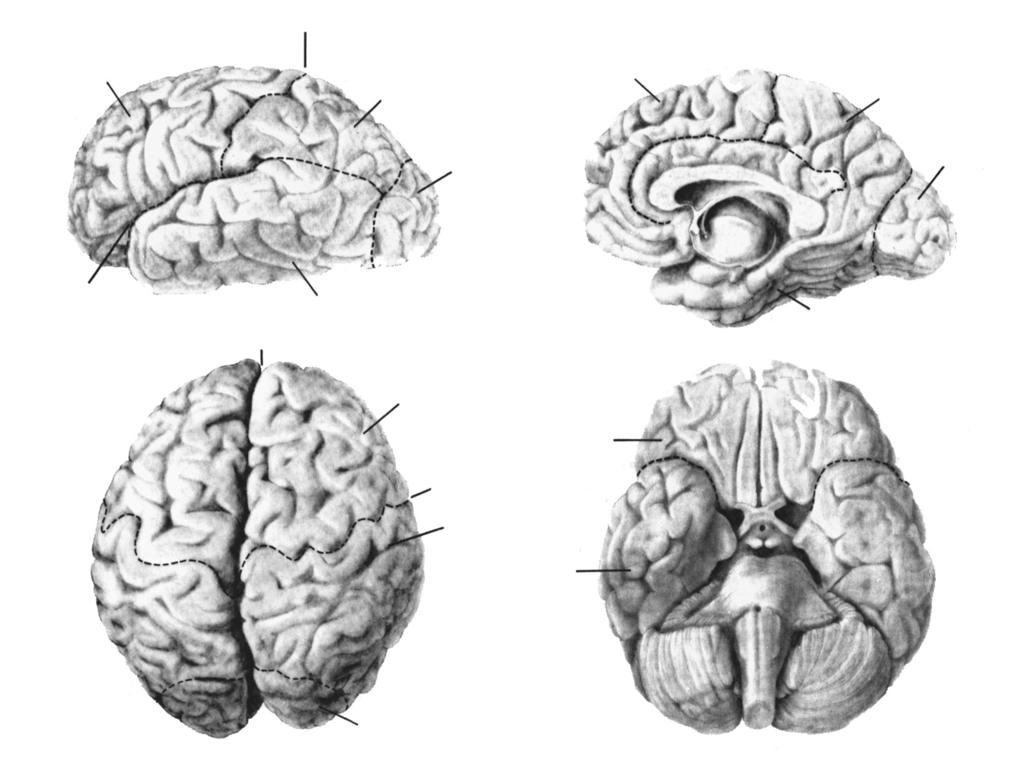 frontaal centrale sulcus pariëtaal frontaal pariëtaal occipitaal occipitaal laterale fissuur ZIJAANZICHT A longitudinale fissuur temporaal B MIDDENAANZICHT temporaal frontaal frontaal centrale sulcus