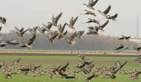 Wendy en Ilse hadden dit reeds al opgemerkt en waren druk bezig hen de wei in te jagen maar die arme beesten waren waarschijnlijk door het dolle van het geknal op ganzen in het veld en denderden zo