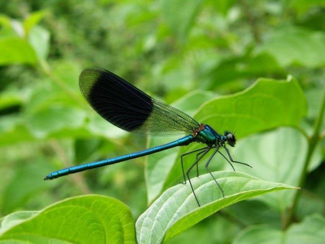 Insecten Over het algemeen is het gebied opvallend arm aan insectensoorten. Wel zijn dit jaar weer bruin blauwtjes waargenomen.