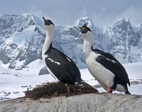 (17 soorten),pinguïns (7 soorten) en ijshoenders (2 soorten). Pinguïns: van de achttien pinguïnsoorten die er leven op aarde (zuidelijk halfrond) komen er 7 in het zuidpoolgebied voor.
