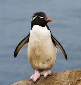 De zuidpoolpinguïns op een rij.