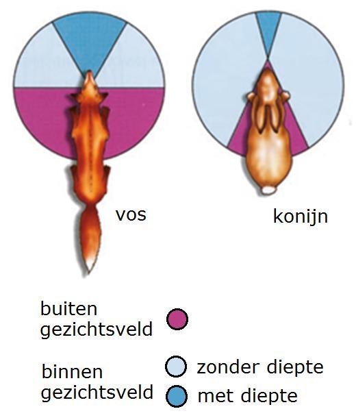 5.1 Zien www.natuurkundecompact.nl Oog Bij het waarnemen zijn we aangewezen op onze zintuigen. Zie paragraaf 2.