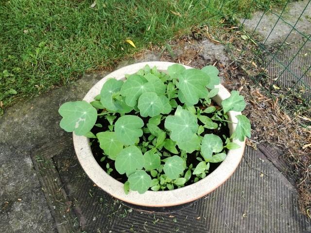 De zonnebloemen worden dan later buiten geplant in de tuin van de kleuterschool. We leerden ook een leuk versje waarbij we de dieren nabootsen. Volgende week gaan we hiermee door.