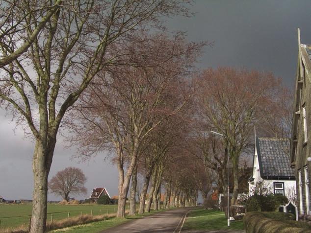 Een duivels dilemma Einde van de iepziektebestrijding op Texel