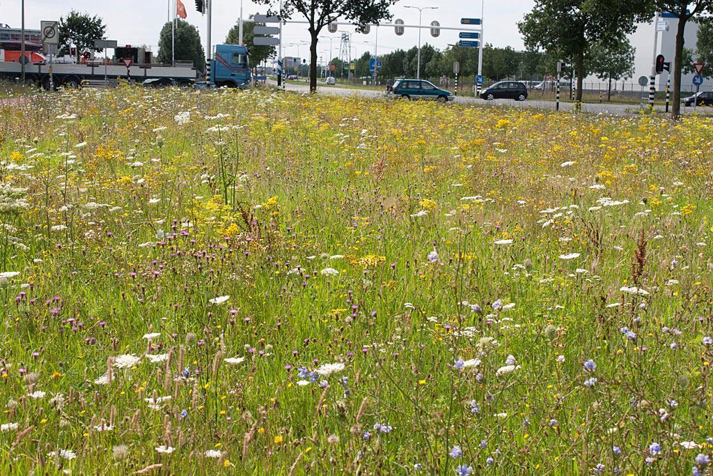 5.2.2 Kruidenrijk grasland N31 De gronden langs de vernieuwde N31 worden ingezaaid met een bloemrijk kruidenmengsel.