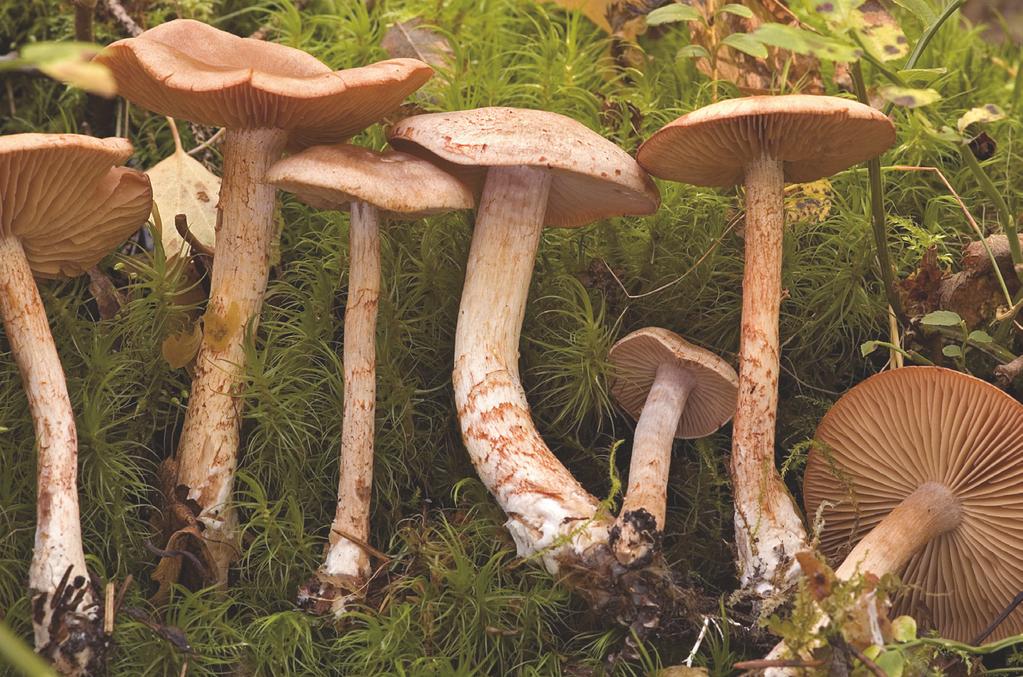 Cortinarius spilomeus (Fr. : Fr.) Fr.