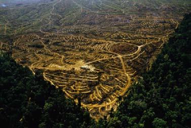 14 biomassa, hot issue Biomassa en de kap van tropisch regenwoud Palmolie en bio-ethanol zijn in een kwaad daglicht komen te staan door de verdenking dat ten behoeve van hun productie tropisch