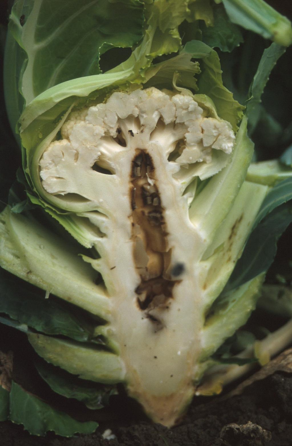 1 Inleiding Met een areaal van ruim 2.000 ha is bloemkool een belangrijk gewas binnen de vollegrondsgroenteteelt met een totaal oppervlak van ruim 45.000 hectare (bron: CBS statline).