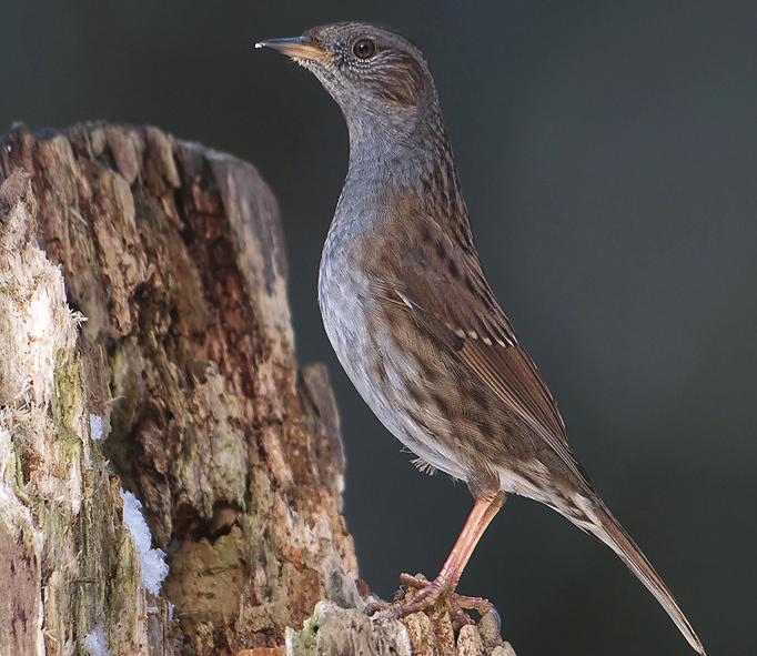 Heggenmus Prunella modularis Herkenning: compacte zangvogel. Bovenzijde grijsbruin gestreept, kop en onderzijde grijs.